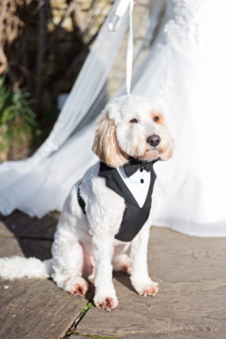 Cute dog at a wedding.
