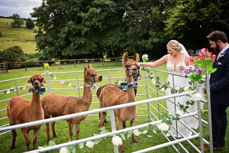 Bride and groom stroking alpaca's at Kingscote Barn.